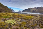 glacier, ice, skaftafell, vatnajoekull, flowers, mountains, iceland, 2016, Iceland, photo