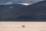 bay, ocean, coast, humpback, whale, dive, mountains, iceland, 2016, Iceland, photo