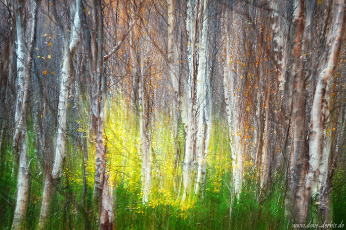 abstract, woods, forest, tree, spirits, magical, mystical, arctic, sweden, 2024, photo
