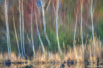 abstract, reflection, mirror, lake, forest, tree, spring, leipzig, germany, 2025, photo