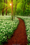 spring, flower, wild, sun, sunstar, golden hour, garlic, wild garlic, forest, woods, leipzig, germany, 2023, photo
