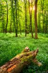 forest, flowers, spring, sun, golden hour, sunstar, leipzig, blooming, germany, 2022, Stock Images Germany, photo