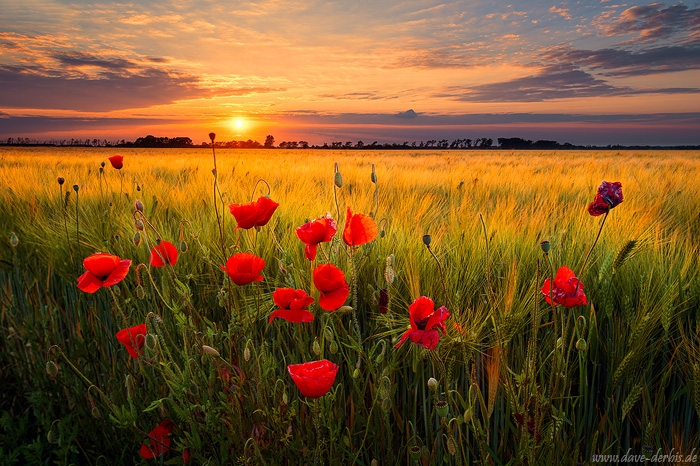sunset, golden hour, field, flowers, sun, wild, rural, germany, 2020, photo