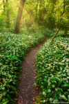 spring, sunrise, path, forest, trail, light, golden hour, blooming, flowers, bears garlic, germany, 2024, photo