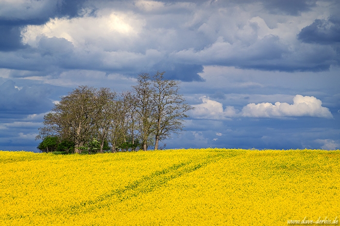 storm, spring, field, rapeseed, hills, brumby, germany, 2020, photo