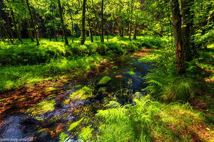 summer, forest, stream, cascade, summer, saxon switzerland, czech republic, 2020, photo