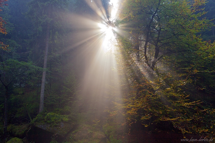 forest, sun, sunstar, autumn, saxon switzerland, germany, 2014, photo