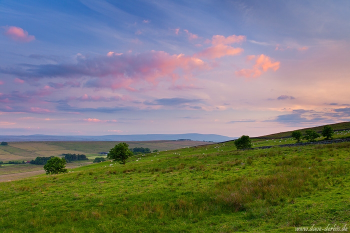 sunset, green, summer, england, sheep, united kingdom, 2014, photo