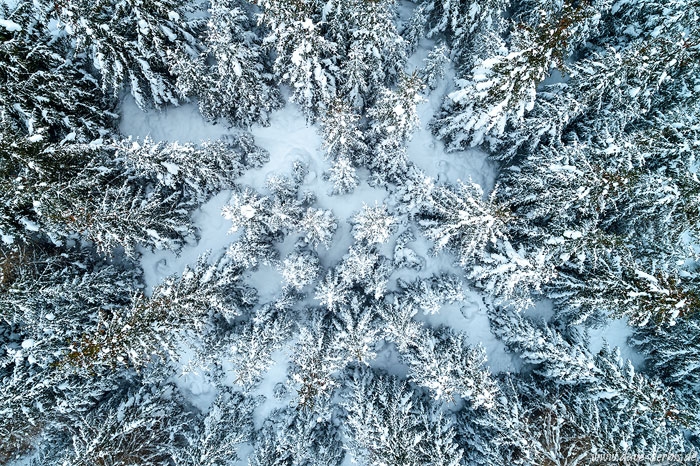 harz, winter, snow, forest, drone, aerial, from above, topdown, germany, 2021, photo