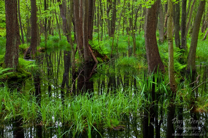 wild, forest, baltic sea, wood, swamp, photo