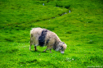 Walking Wool Photo sheep, gras, meadow, north, wool, mountains, faroe islands, 2025, The Great North, photo