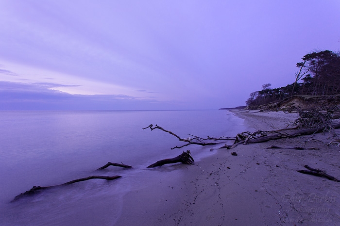 beach, sunset, baltic sea, forest, weststrand, nationalpark, germany, photo