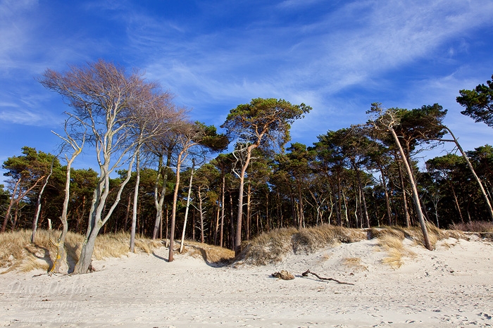 beach, forest, trees, baltic sea, spring, weststrand, germany, photo