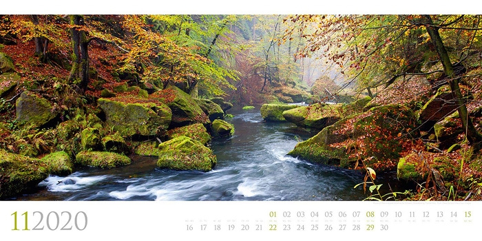wald, baum, forest, kalender, calendar, 2020, photo