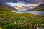 Wildflower Fjord Sunset Photo sunset, wildflowers, meadow, fjord, mountains, ocean, coast, north, faroe islands, 2025, The Great North, photo