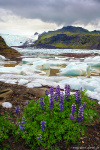 Wildflower Glacier Photo glacier, wildflower, flower, mountains, svinafellsjoekull, glaciertongue, iceland, 2022, The Great North, photo