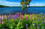 summer, wildflower, lake, spring, summer, tree, flower, meadow, sweden, 2023, Sweden, photo