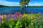 Wildflower Lake Photo summer, wildflower, lake, spring, summer, tree, flower, meadow, sweden, 2023, The Great North, photo