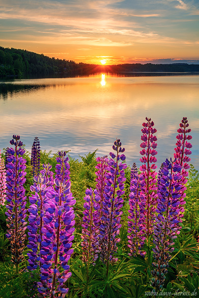 sun, golden hour, sunset, lake, flowers, wildflowers, reflection, summer, lupines, sweden, 2023, photo