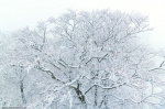 winter, tree, forest, mountains, harz, snow, fairytale, germany, 2023, photo