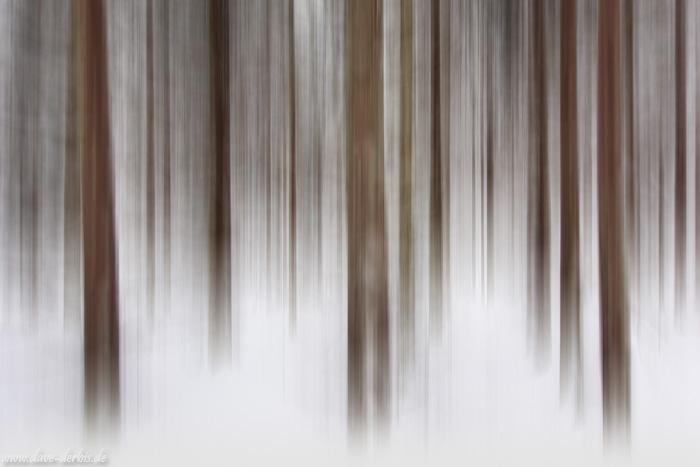 forest, abstract, winter, snow, harz, national park, germany, 2015, photo