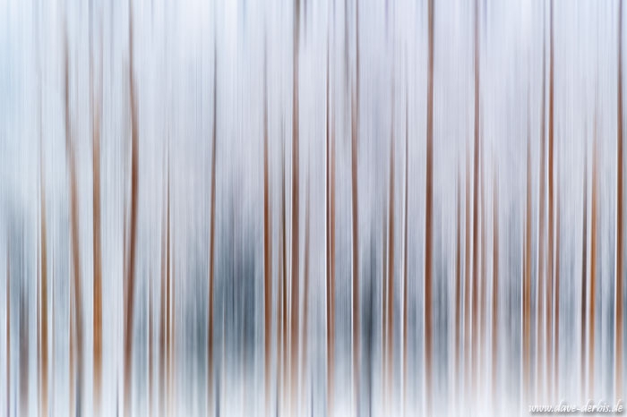 harz, winter, snow, forest, abstract, trees, blue hour, germany, 2021, photo