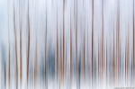 harz, winter, snow, forest, abstract, trees, blue hour, germany, 2021, Stock Images Germany, photo