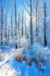 brumby, winter, snow, forest, frost, trees, golden hour, germany, 2021, Stock Images Germany, photo