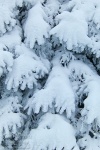 winter, hiking, wolfswarte, harz, snow, nationalpark, Stock Images Germany, photo